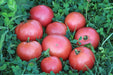 Clear Pink Tomato - Annapolis Seeds - Nova Scotia Canada