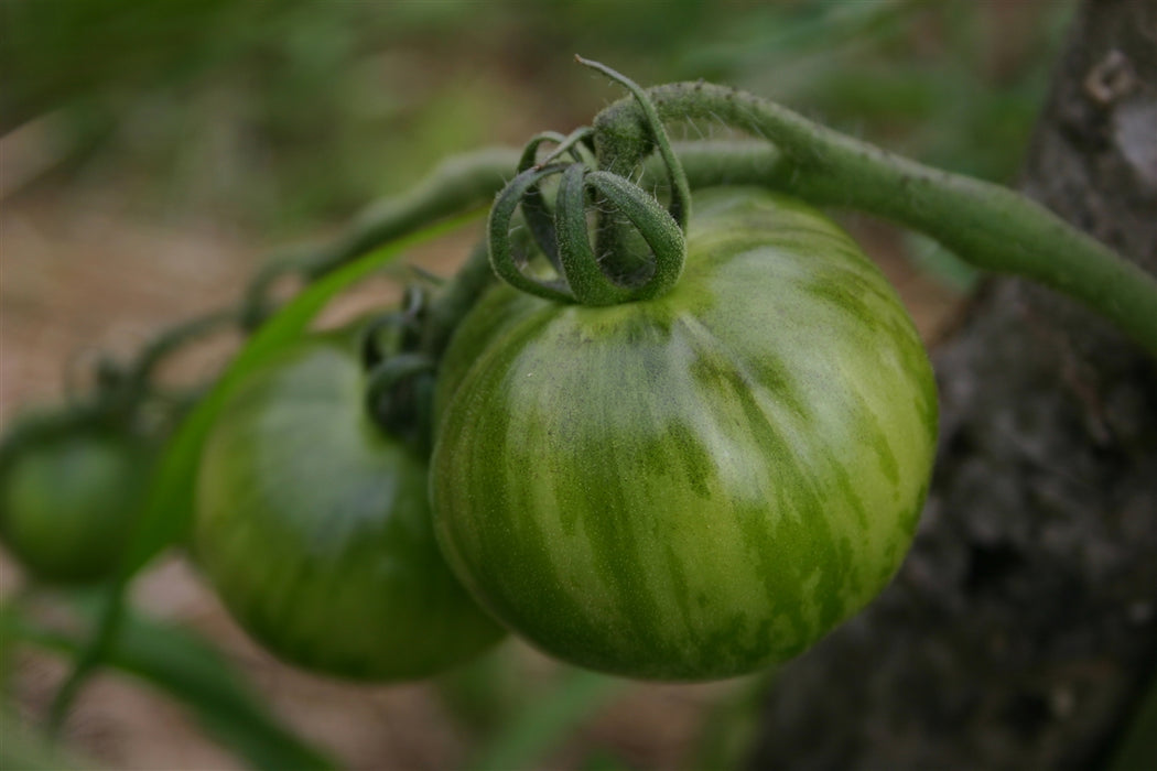 Green Zebra Tomato - Annapolis Seeds - Nova Scotia Canada