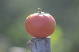 Tibet Tomato - Annapolis Seeds - Nova Scotia Canada