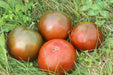 Black Prince Tomato - Annapolis Seeds - Nova Scotia Canada