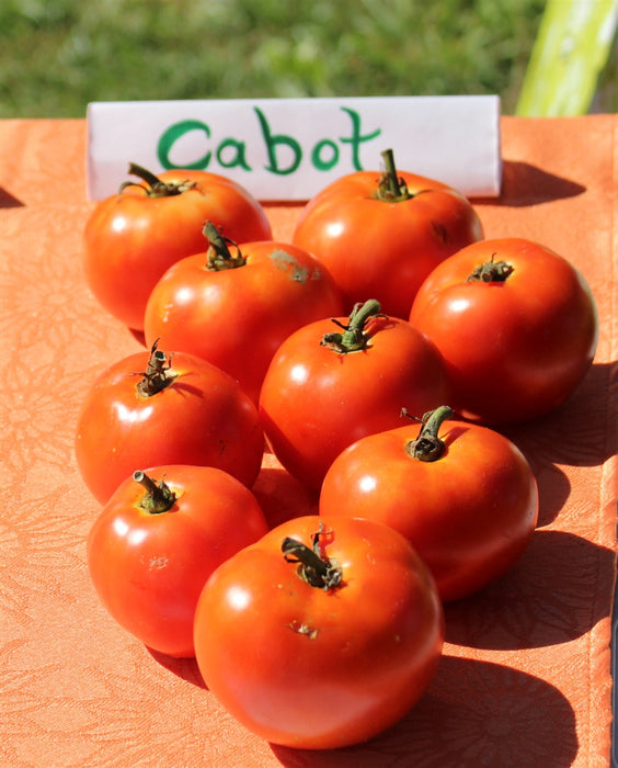 Cabot Tomato - Annapolis Seeds