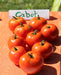 Cabot Tomato - Annapolis Seeds