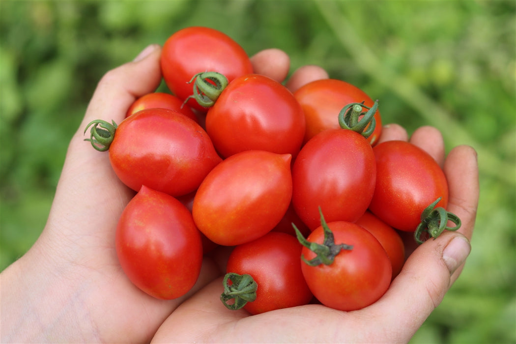 Principe Borghese Tomato - Annapolis Seeds