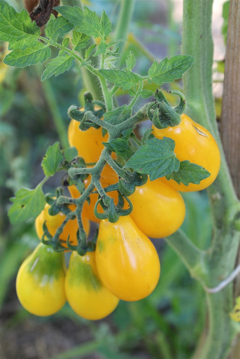Yellow Pear Tomato - Annapolis Seeds