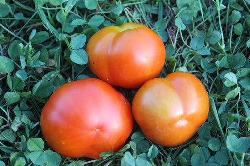 Outdoor Girl Tomato - Annapolis Seeds