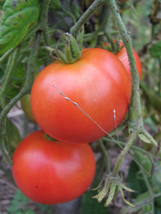 Stupice Tomato - Annapolis Seeds