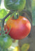 Lunch Bucket Tomato - Annapolis Seeds