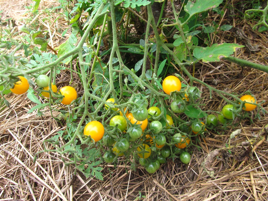Humboltii Tomato - Annapolis Seeds
