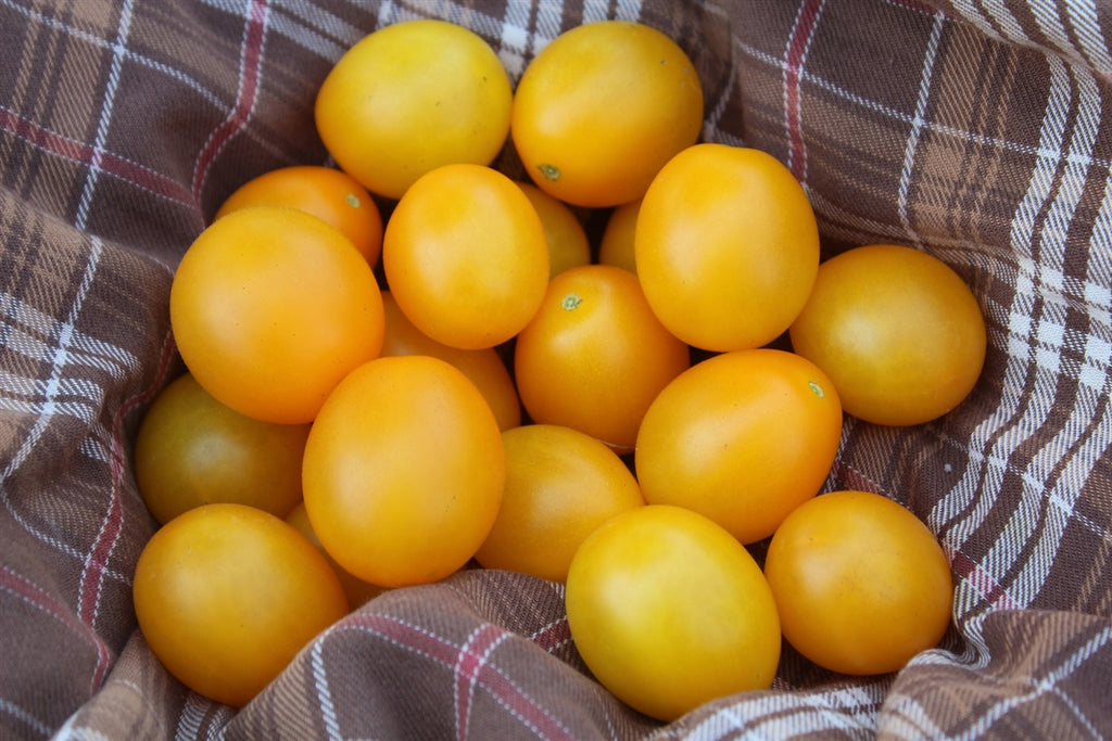 Почему помидоры желтые. Помидоры черри желтые. Титан желтый томат. Томат желтый шар. Жёлтые помидоры сорта.