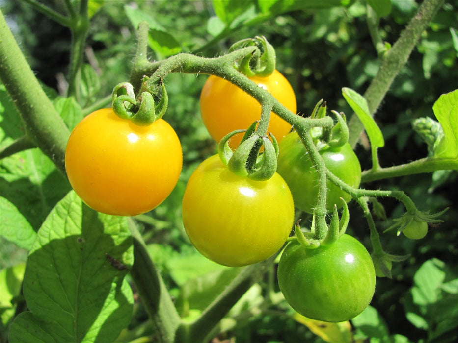 Sunshine Yellow Tomato - Annapolis Seeds