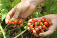 Chiapas Wild Tomato - Annapolis Seeds