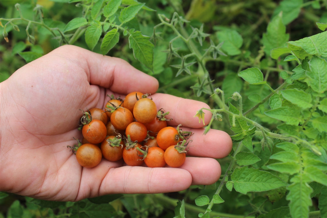 Chiapas Wild Tomato - Annapolis Seeds