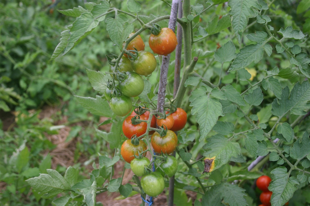 Gardener's Delight Tomato - Annapolis Seeds