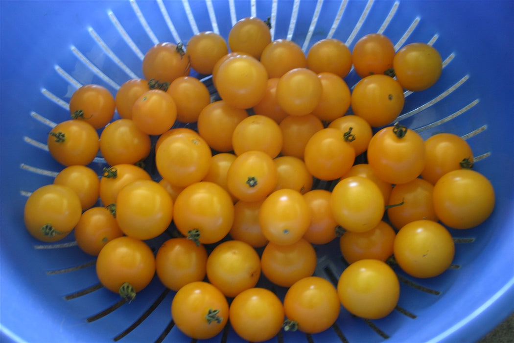 Galina Tomato - Annapolis Seeds