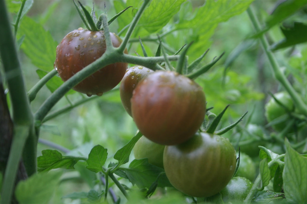 Black Cherry Tomato - Annapolis Seeds