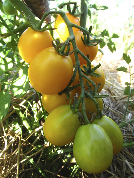 Yellow Plum Tomato - Annapolis Seeds