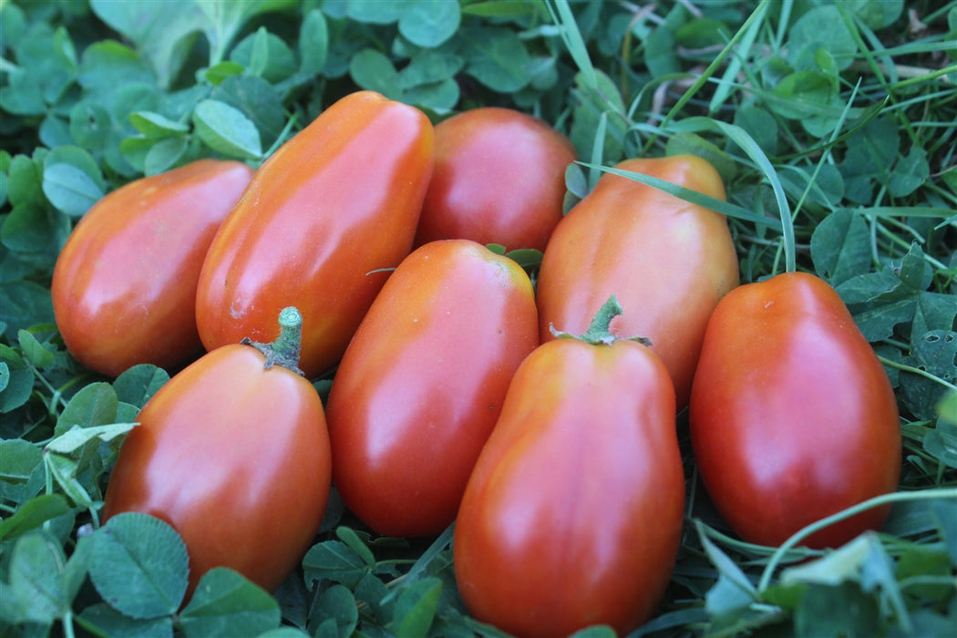 San Marzano Tomato - Annapolis Seeds