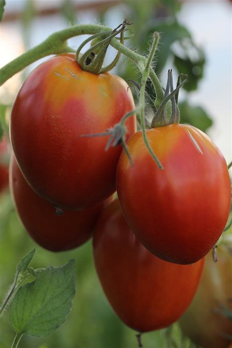 Amish Paste Tomato - Annapolis Seeds