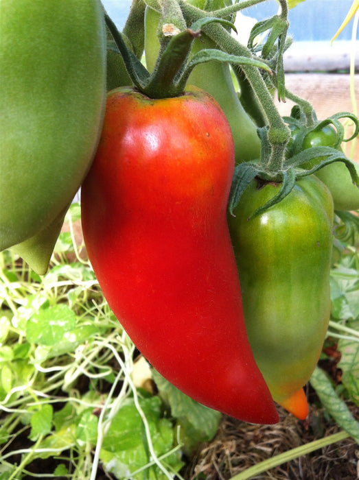 Andean Tomato - Annapolis Seeds