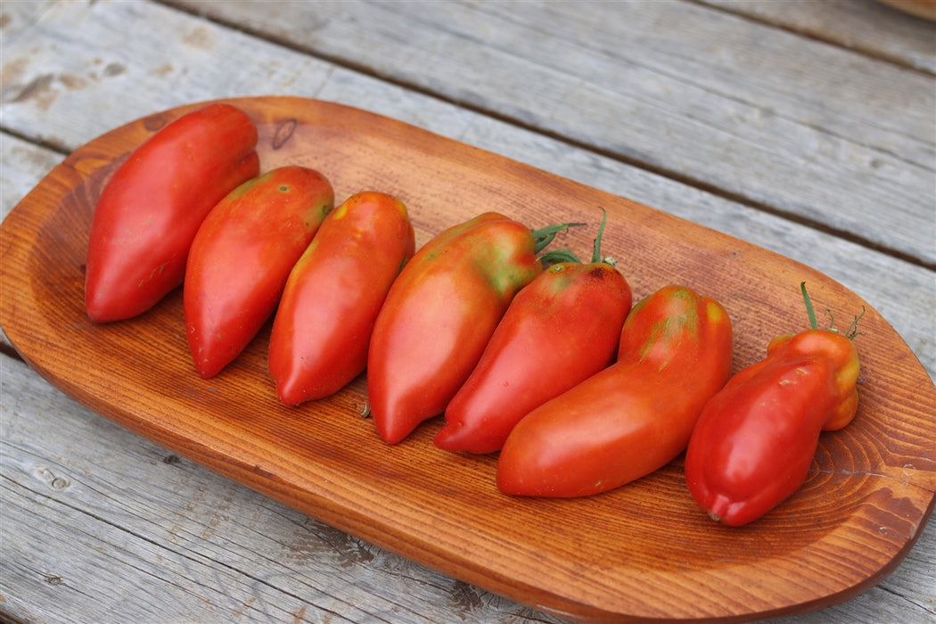 Opalka Tomato - Annapolis Seeds