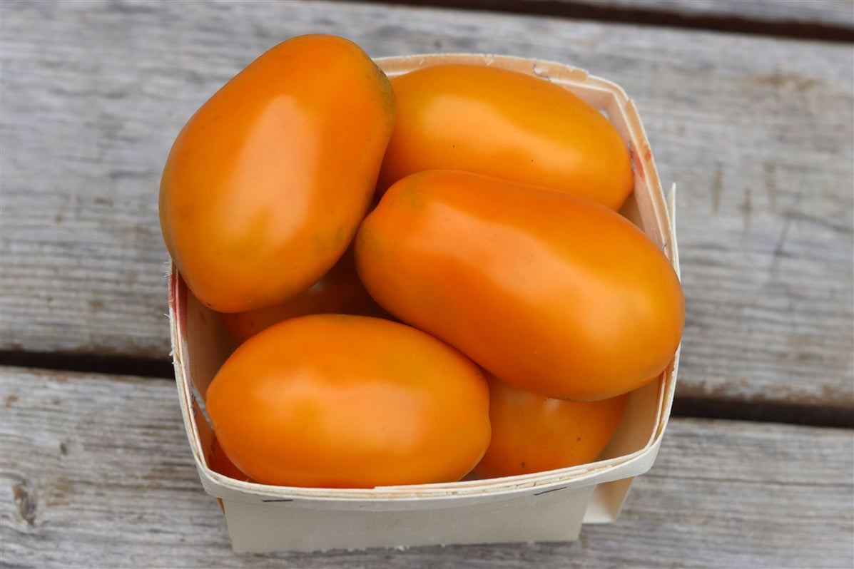Orange Roma Tomato Seeds - Grown in Nova Scotia — Annapolis Seeds