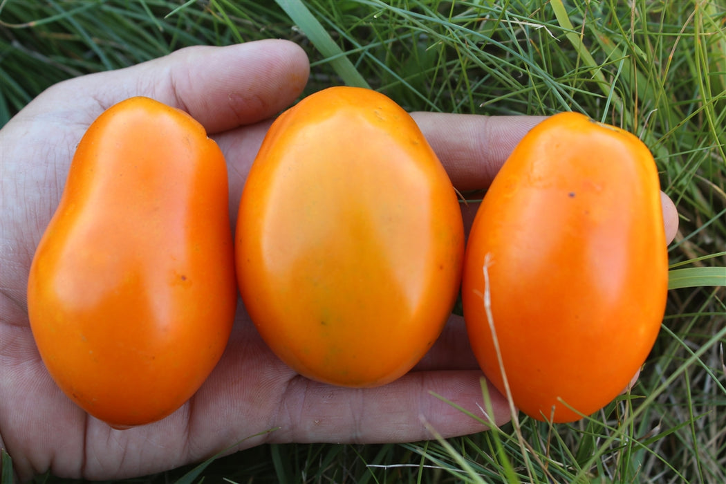 Orange Roma Tomato - Annapolis Seeds