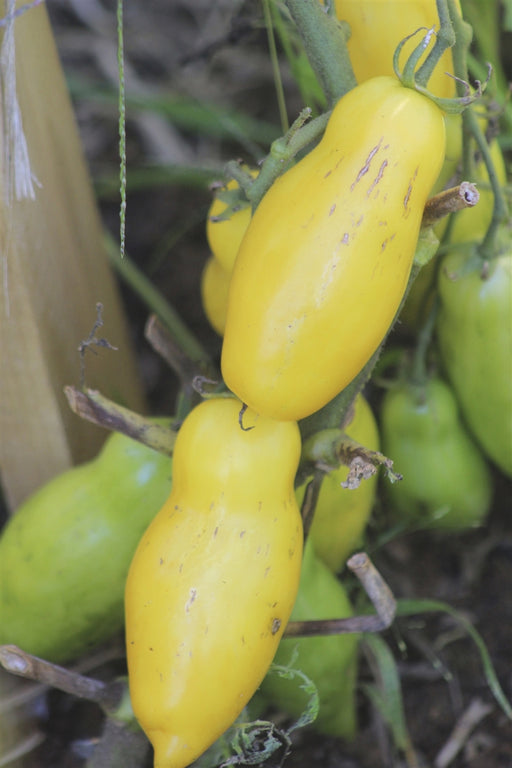 Banana Legs Tomato - Annapolis Seeds