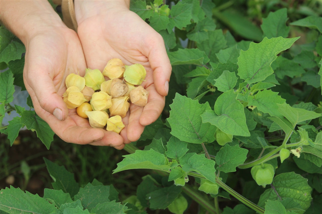 pineapple cherry plant Cossack Pineapple Ground Cherry Seeds