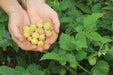Cossack Pineapple Ground Cherry - Annapolis Seeds