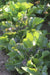Chadwick's Rodan Lettuce - Annapolis Seeds