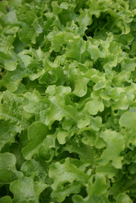 Green Oakleaf Lettuce - Annapolis Seeds