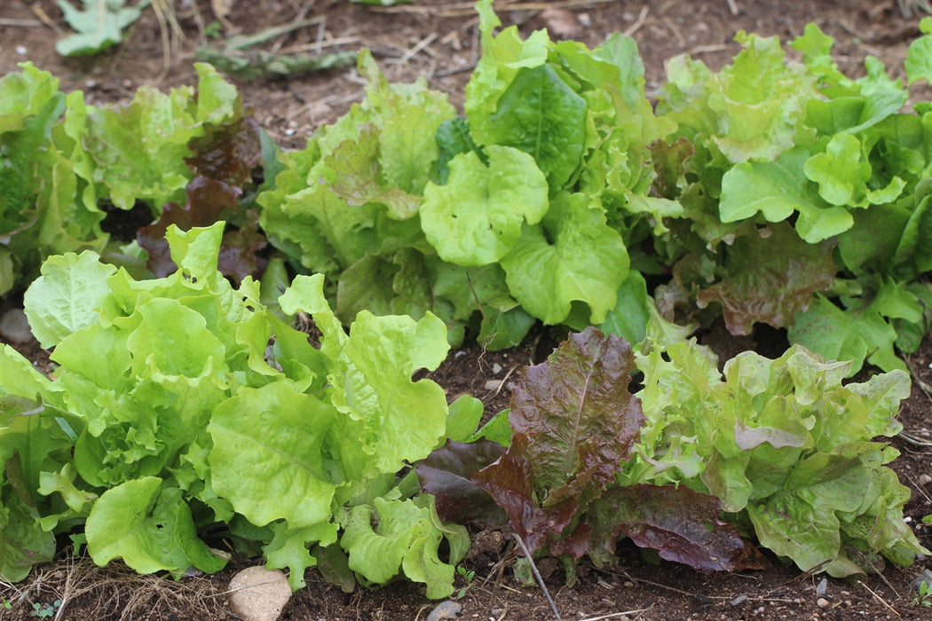 Lettuce Mix - Annapolis Seeds - Nova Scotia Canada