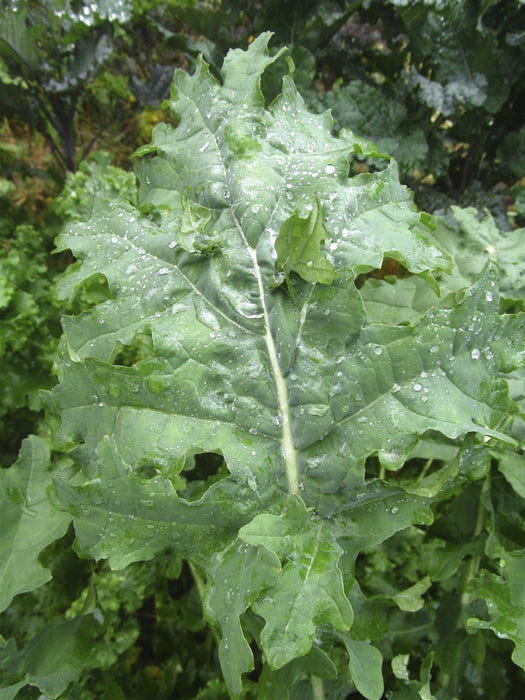 White Russian Kale - Annapolis Seeds