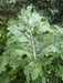 White Russian Kale - Annapolis Seeds