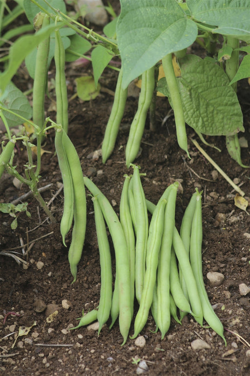 Provider Bean - Annapolis Seeds