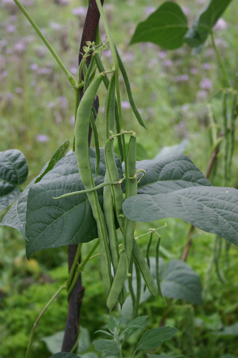 Lazy Housewife Pole Bean Seeds - Grown in Nova Scotia Canada ...