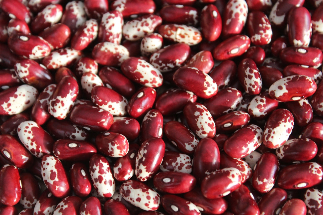 Wink's Jacob's Cattle Bean - Annapolis Seeds