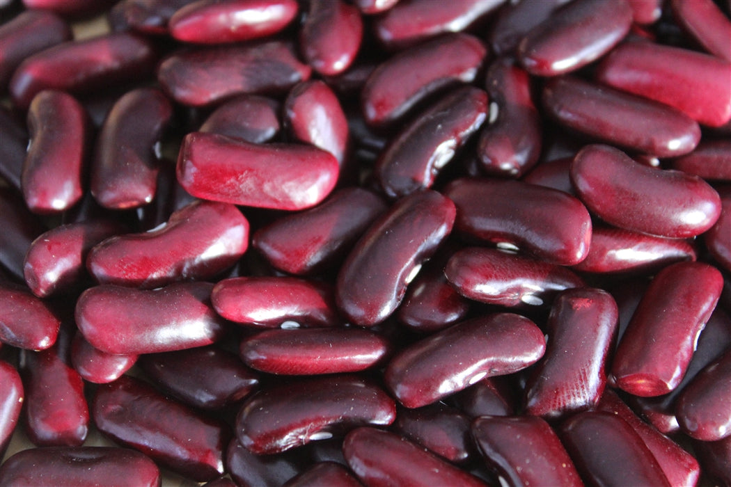 Aztec Red Kidney Bean - Annapolis Seeds