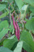 Tanya's Pink Pod Bean - Annapolis Seeds