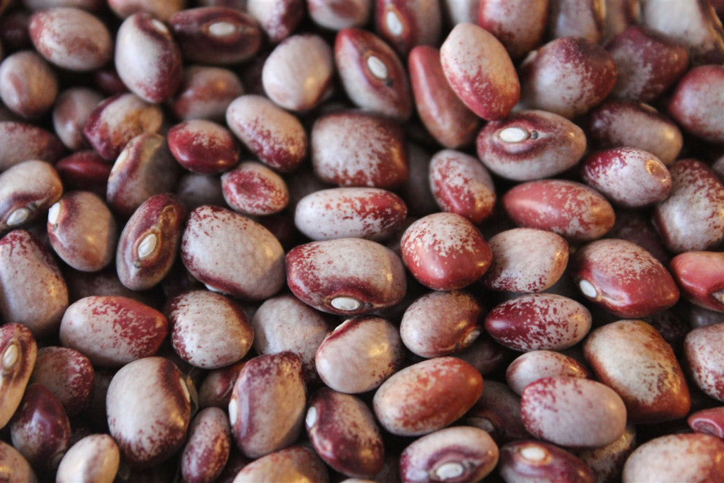 Amish Gnuttle Bean - Annapolis Seeds
