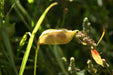 Ethiopian Lentil - Annapolis Seeds