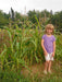 Luther Hill Corn - Annapolis Seeds