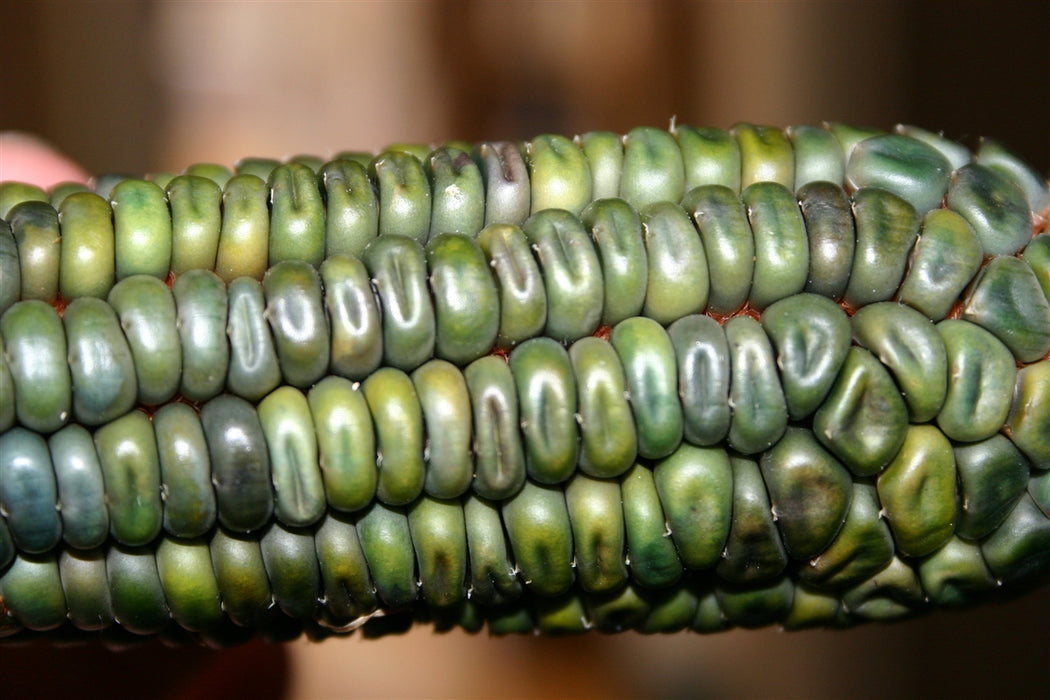 Oaxacan Green Dent Corn - Annapolis Seeds