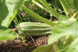 Costata Romanesca Zucchini - Annapolis Seeds - Nova Scotia Canada