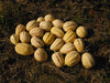 Paydon Acorn Squash - Annapolis Seeds - Nova Scotia Canada