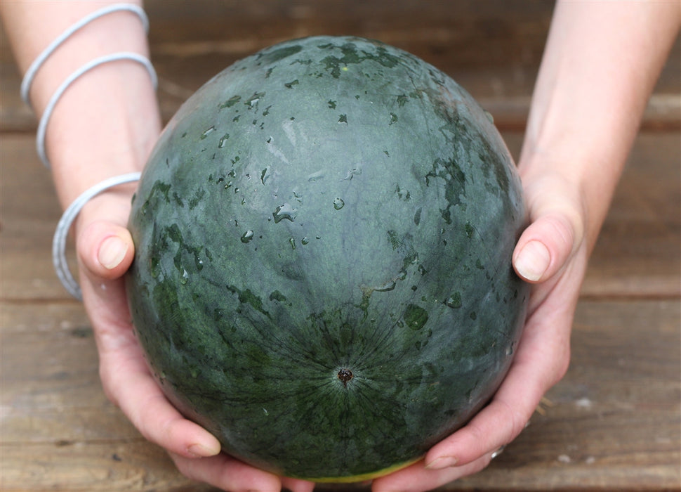 Blacktail Mountain Watermelon - Annapolis Seeds