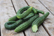 Suyo Long Cucumber - Annapolis Seeds