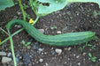 Suyo Long Cucumber - Annapolis Seeds