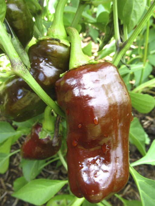 Sweet Chocolate Pepper - Annapolis Seeds