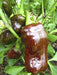 Sweet Chocolate Pepper - Annapolis Seeds